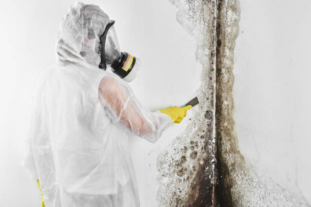 Best Attic Mold Removal  in Kearney Park, MS